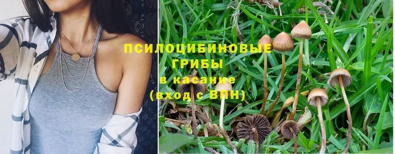 купить  сайты  Кыштым  blacksprut   Галлюциногенные грибы Cubensis 